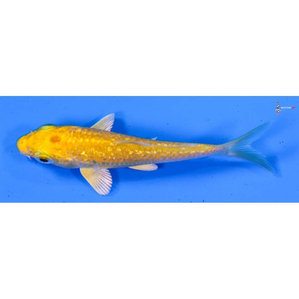 3” Imported Gin Rin Yamabuki Ogon
