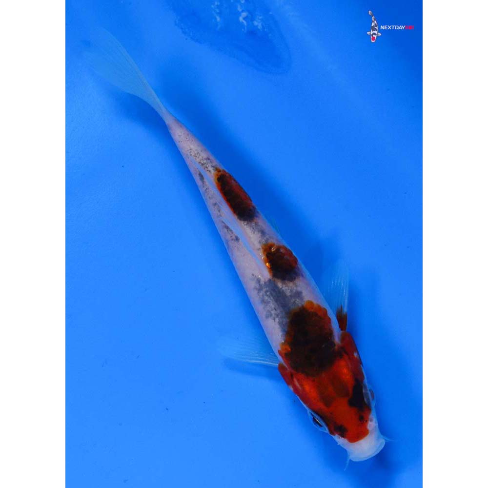 4” Imported Sanke