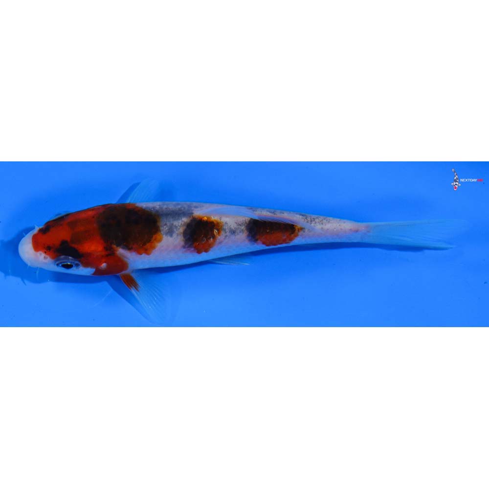 4” Imported Sanke