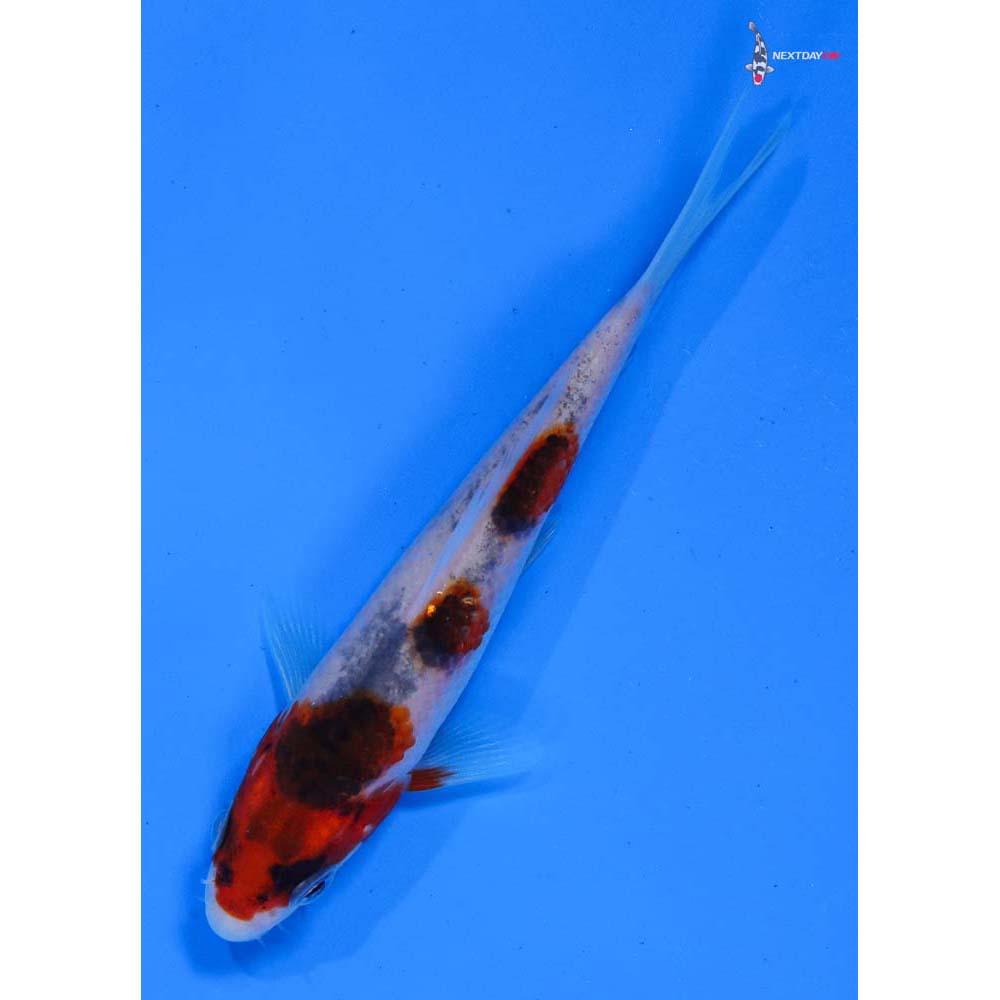 4” Imported Sanke