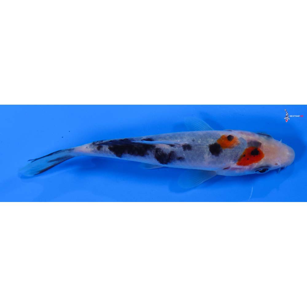 4” Imported Sanke