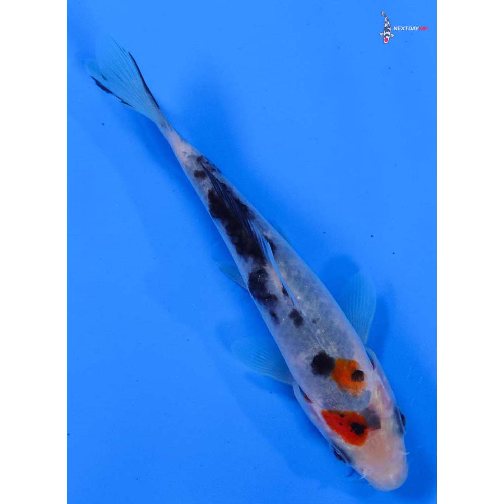 4” Imported Sanke