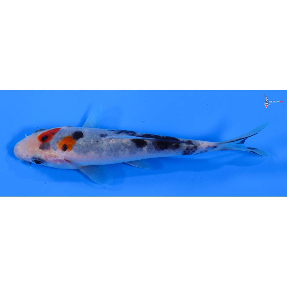 4” Imported Sanke
