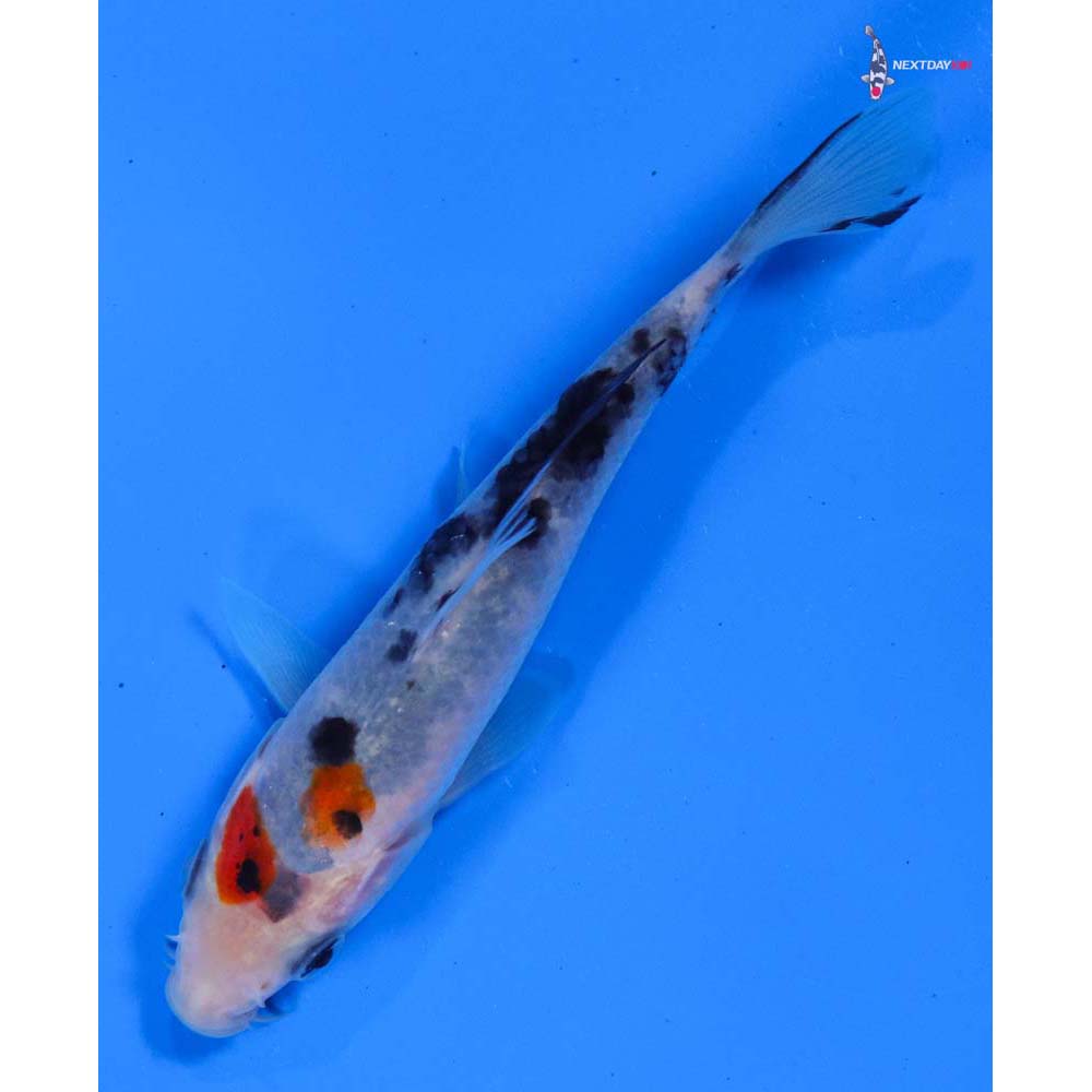 4” Imported Sanke