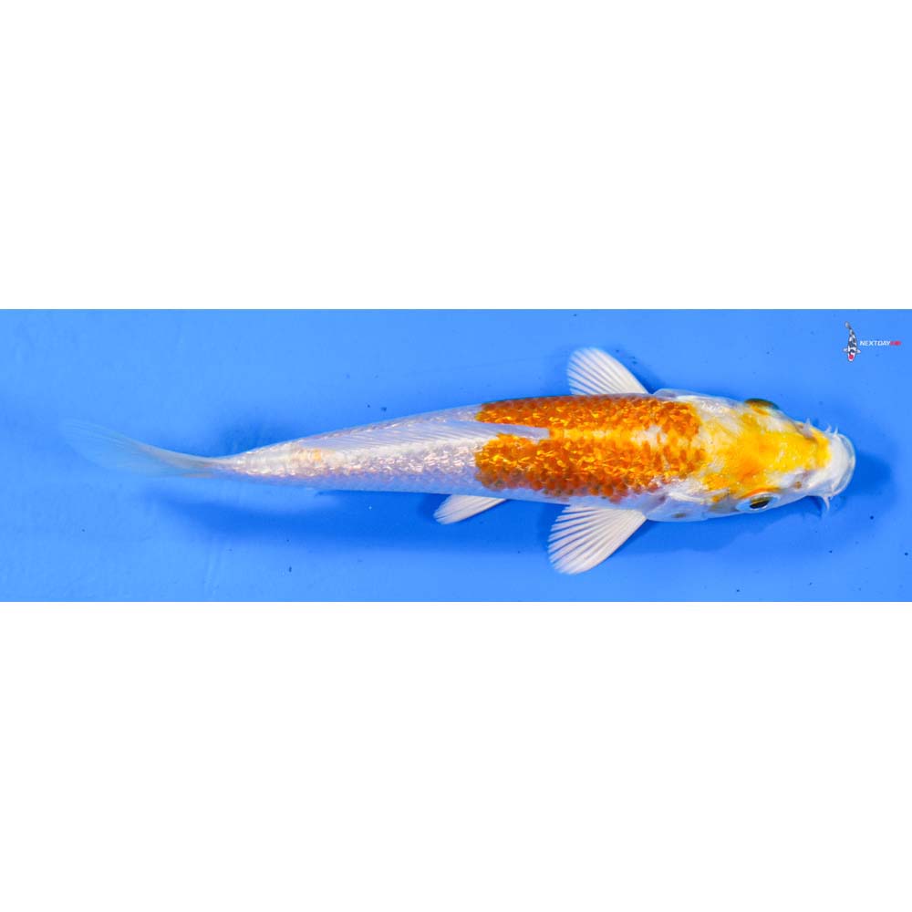 4” Imported Gin Rin Lemon Hariwake