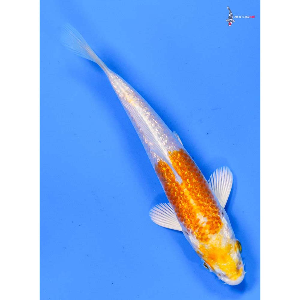 4” Imported Gin Rin Lemon Hariwake