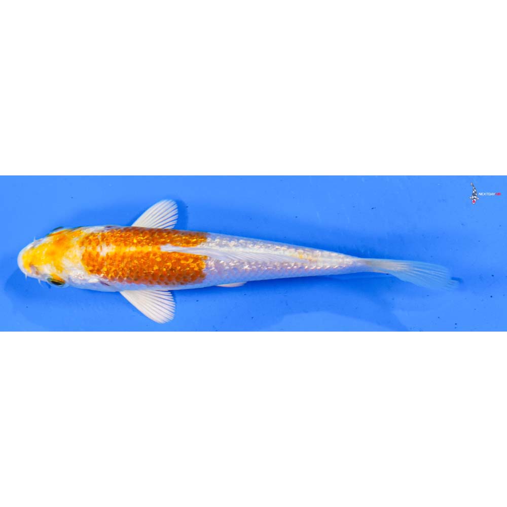 4” Imported Gin Rin Lemon Hariwake
