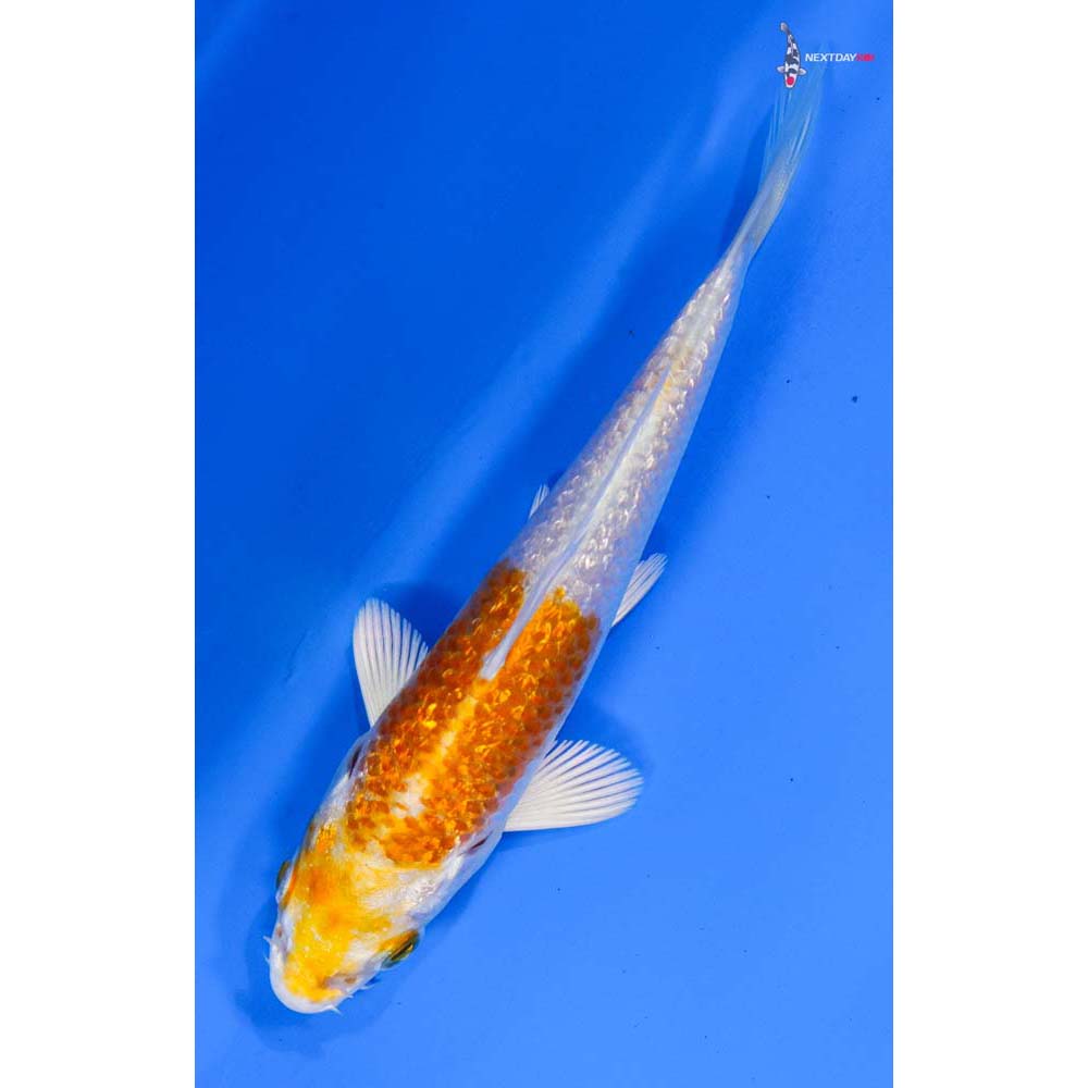 4” Imported Gin Rin Lemon Hariwake