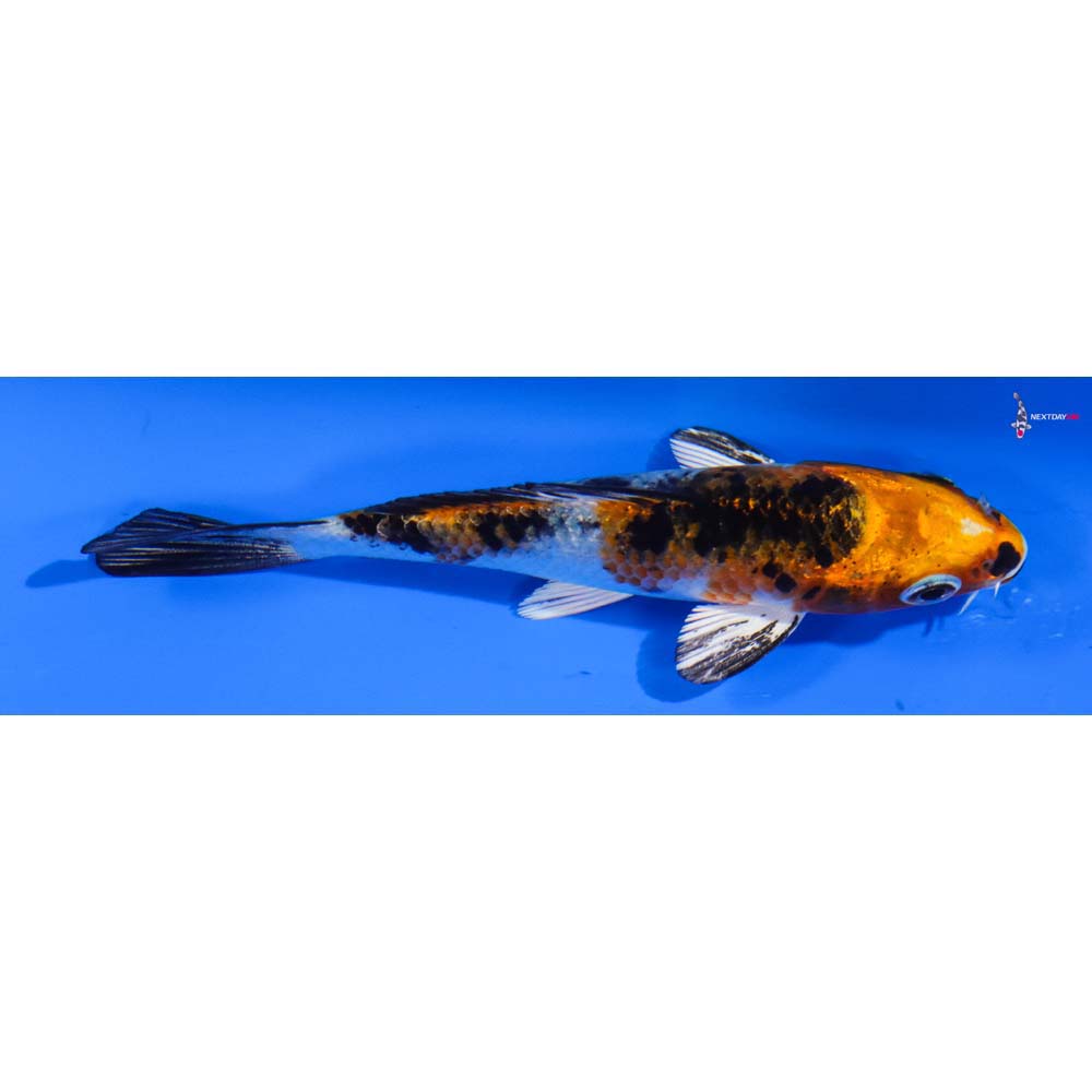 4” Imported Yamato Nishiki