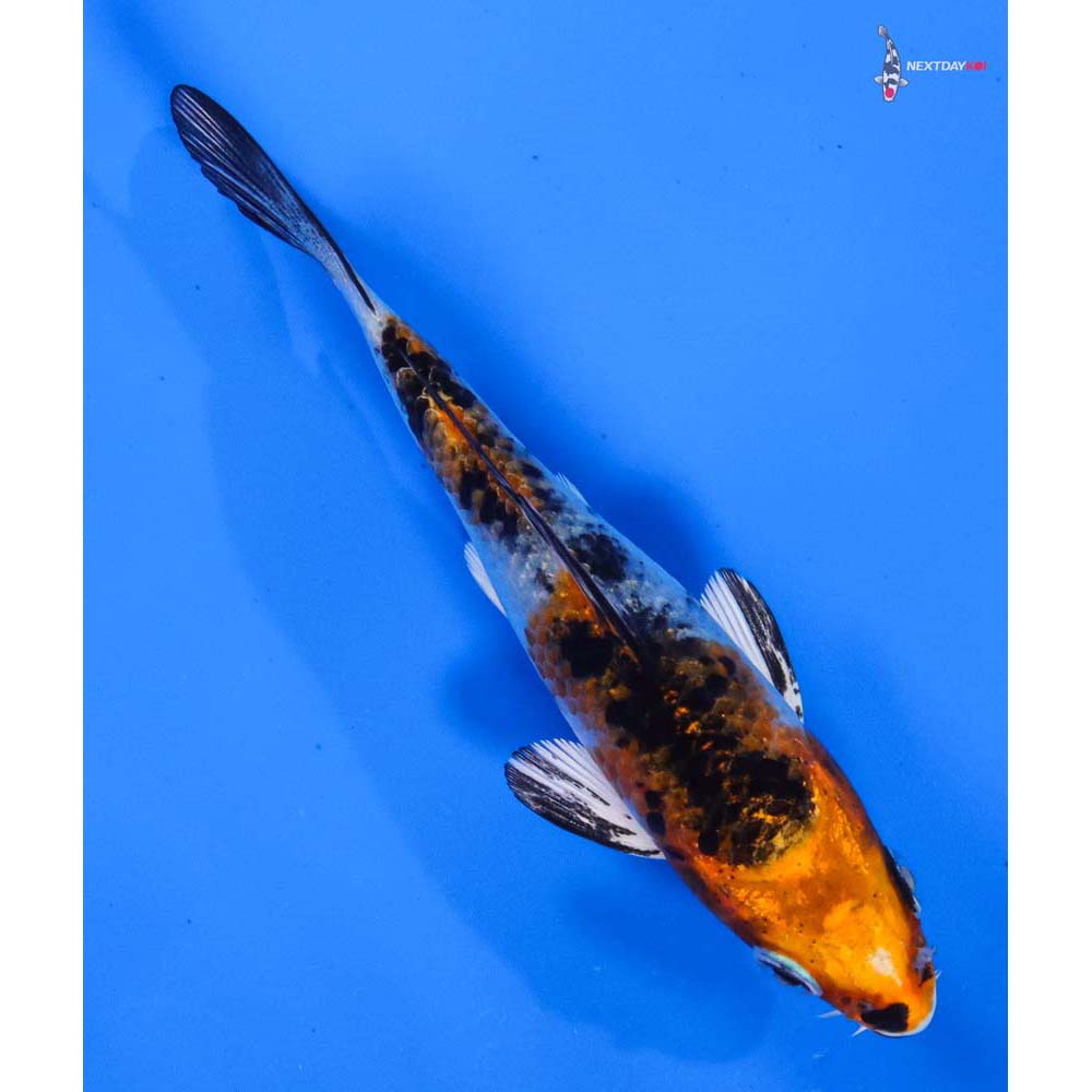 4” Imported Yamato Nishiki