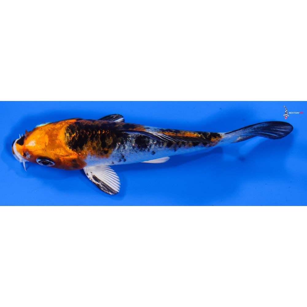 4” Imported Yamato Nishiki
