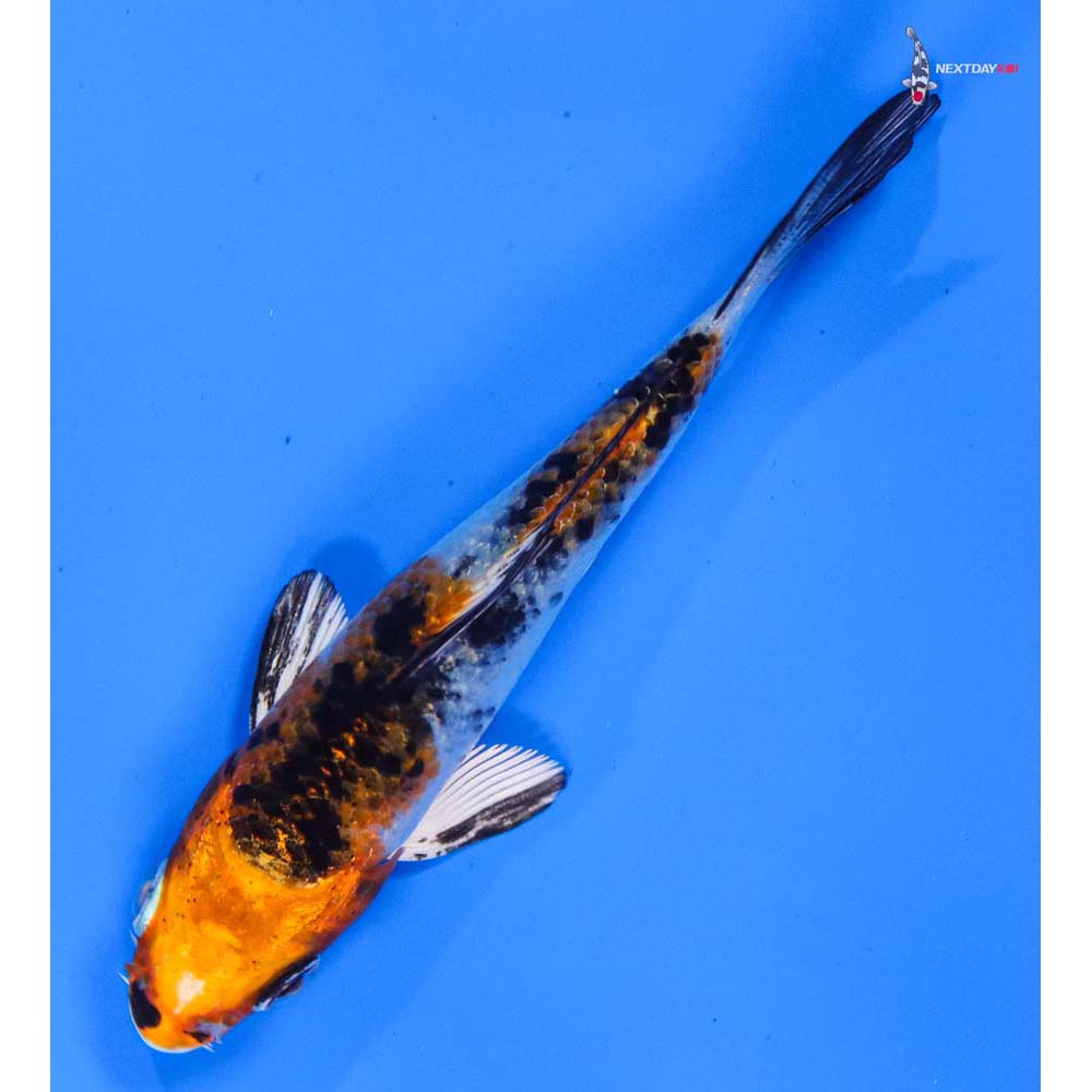 4” Imported Yamato Nishiki