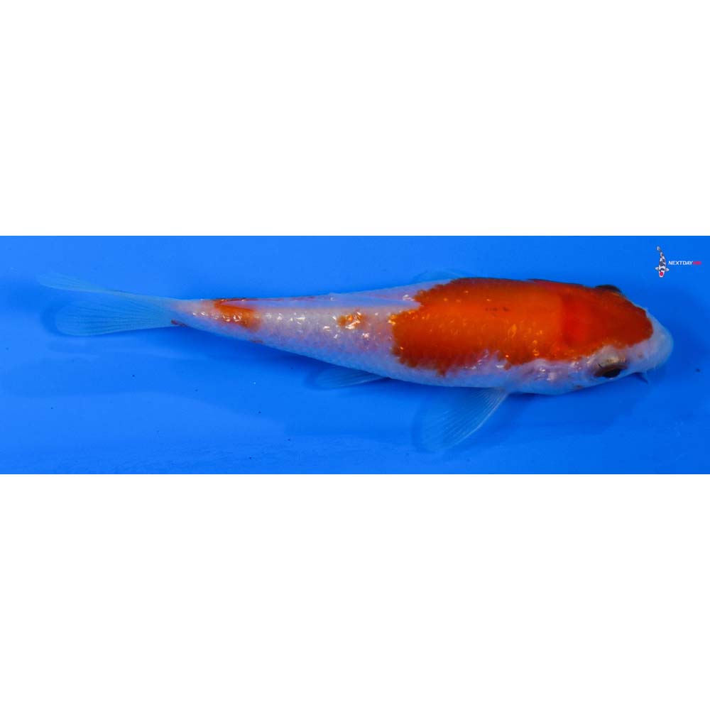 3.5” Imported Gin Rin Kohaku