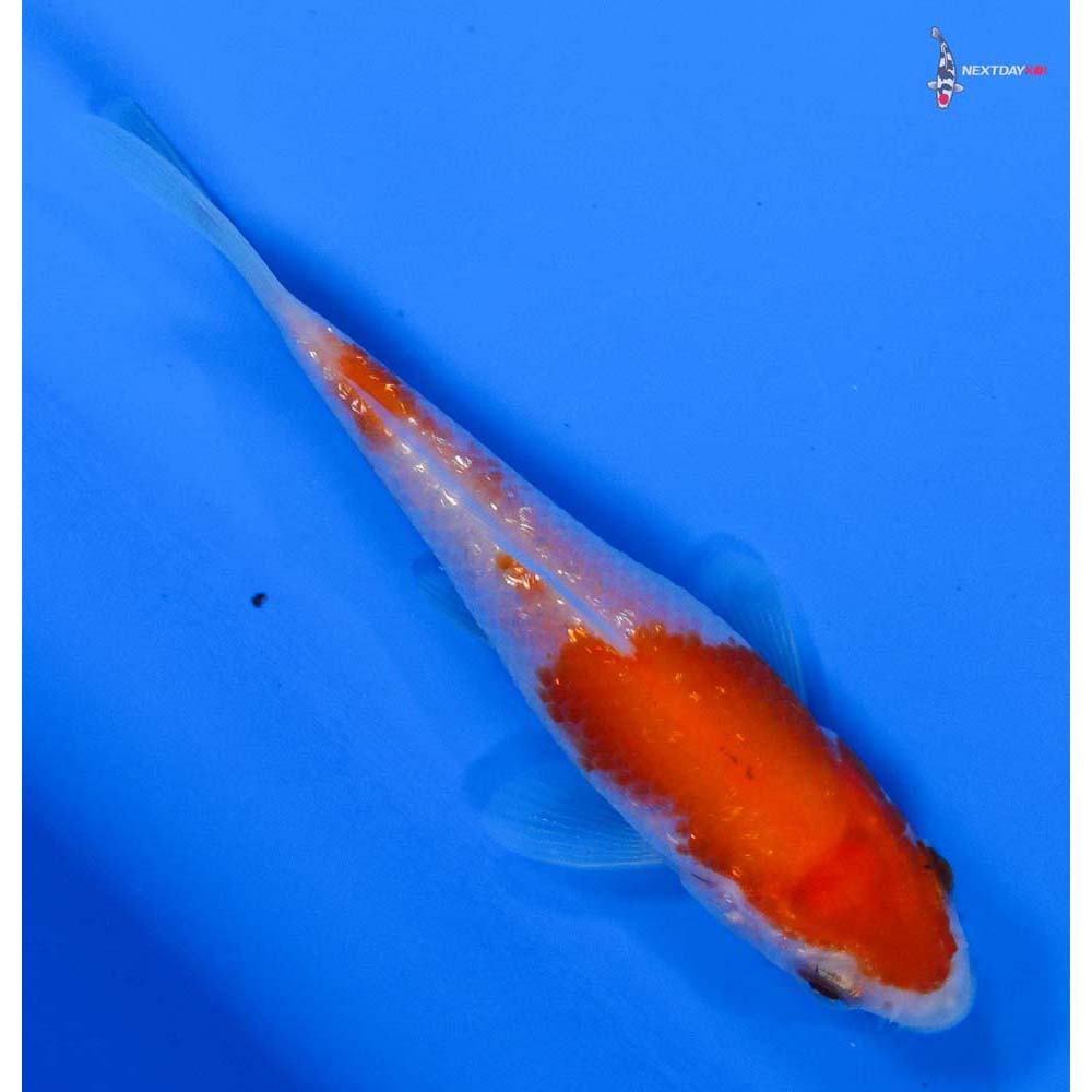 3.5” Imported Gin Rin Kohaku