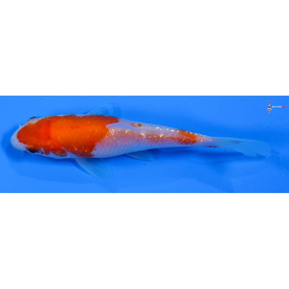 3.5” Imported Gin Rin Kohaku