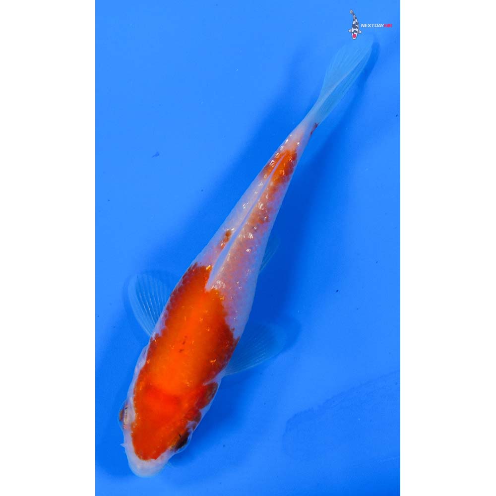 3.5” Imported Gin Rin Kohaku