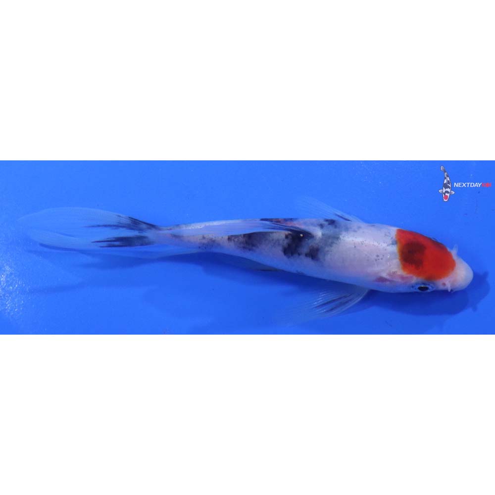 4.5” Imported Sanke Butterfly Koi