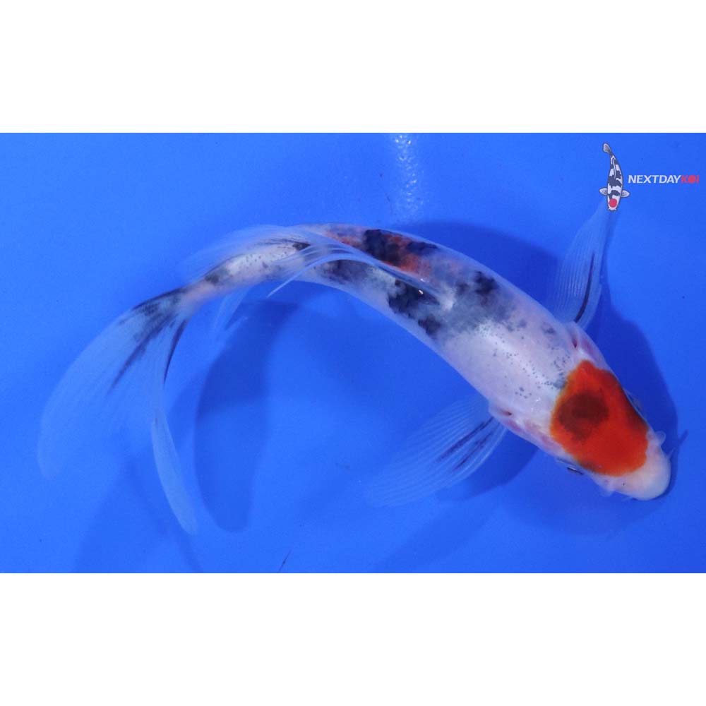 4.5” Imported Sanke Butterfly Koi
