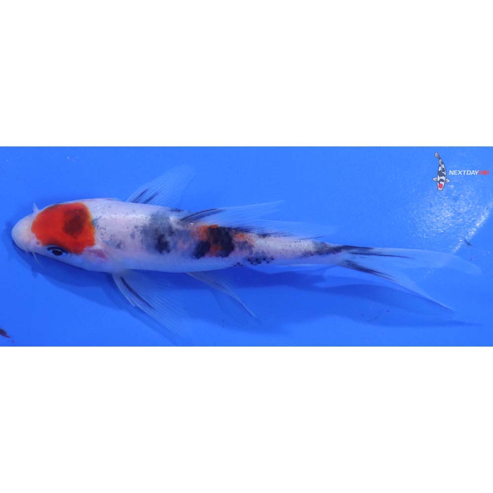 4.5” Imported Sanke Butterfly Koi