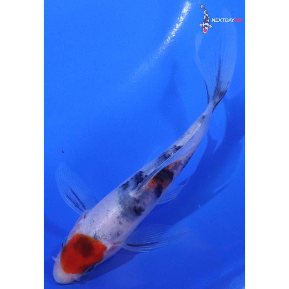 4.5” Imported Sanke Butterfly Koi