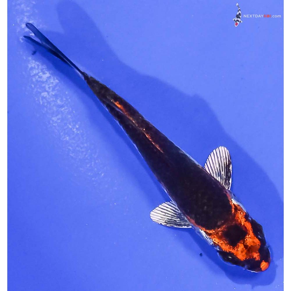 3” Imported Kujaku