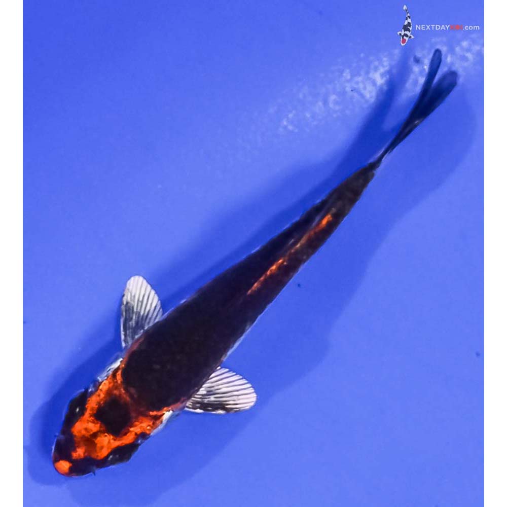 3” Imported Kujaku