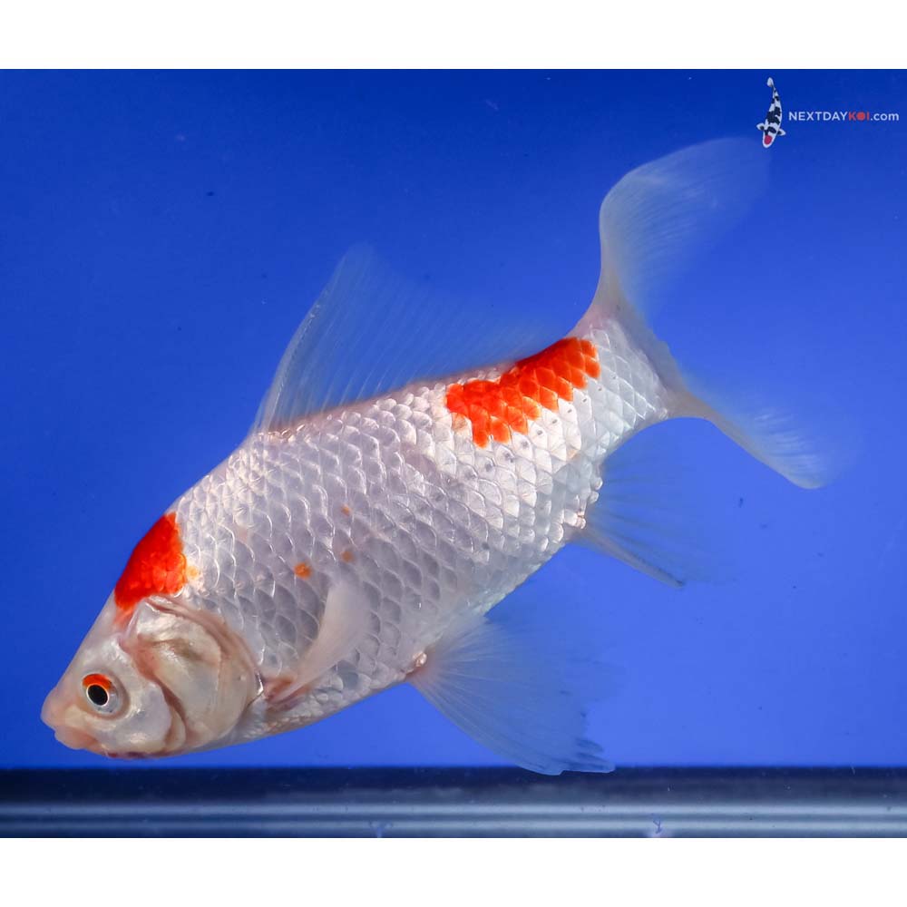 7” Imported Sarasa Comet