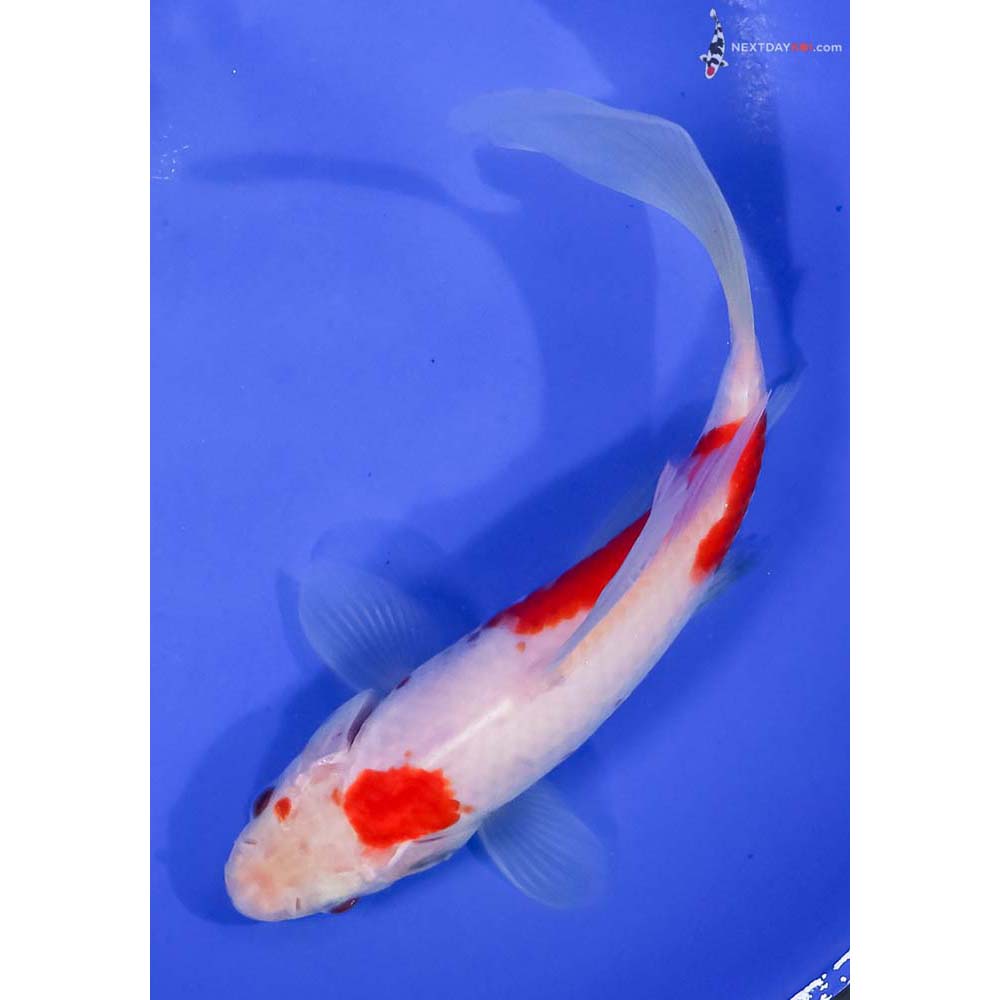 7” Imported Sarasa Comet