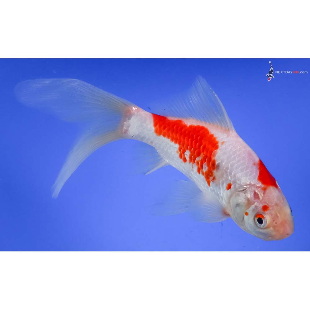 7” Imported Sarasa Comet