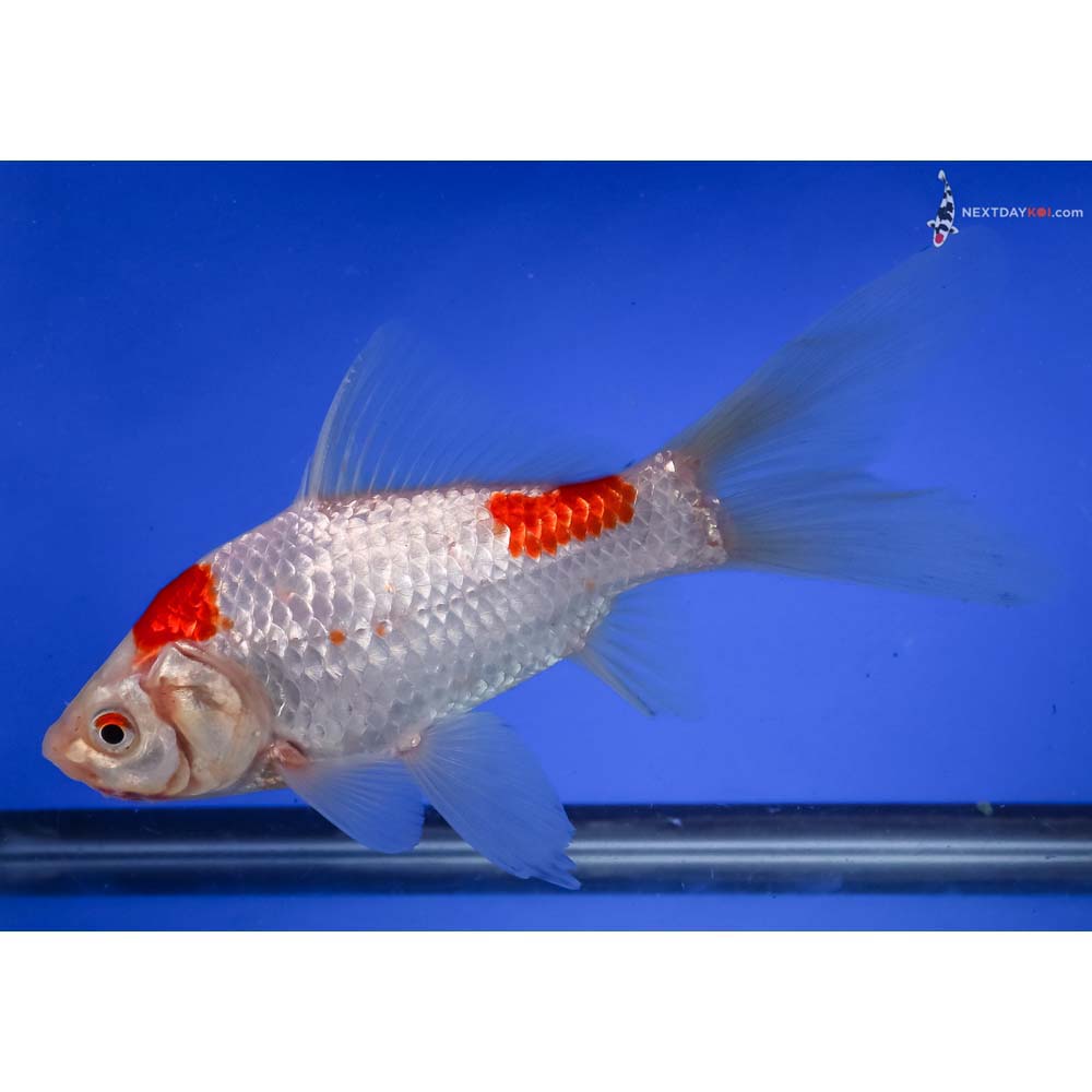 7” Imported Sarasa Comet