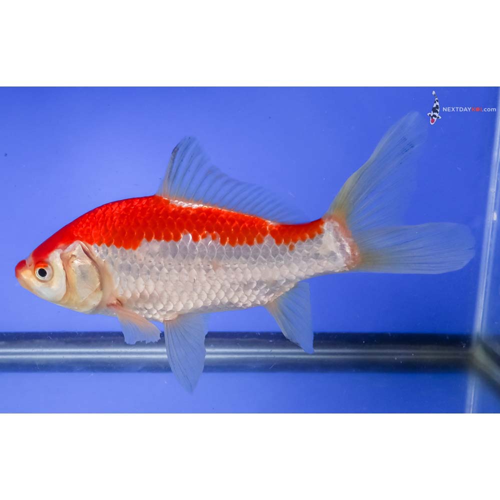 6.5” Imported Sarasa Comet