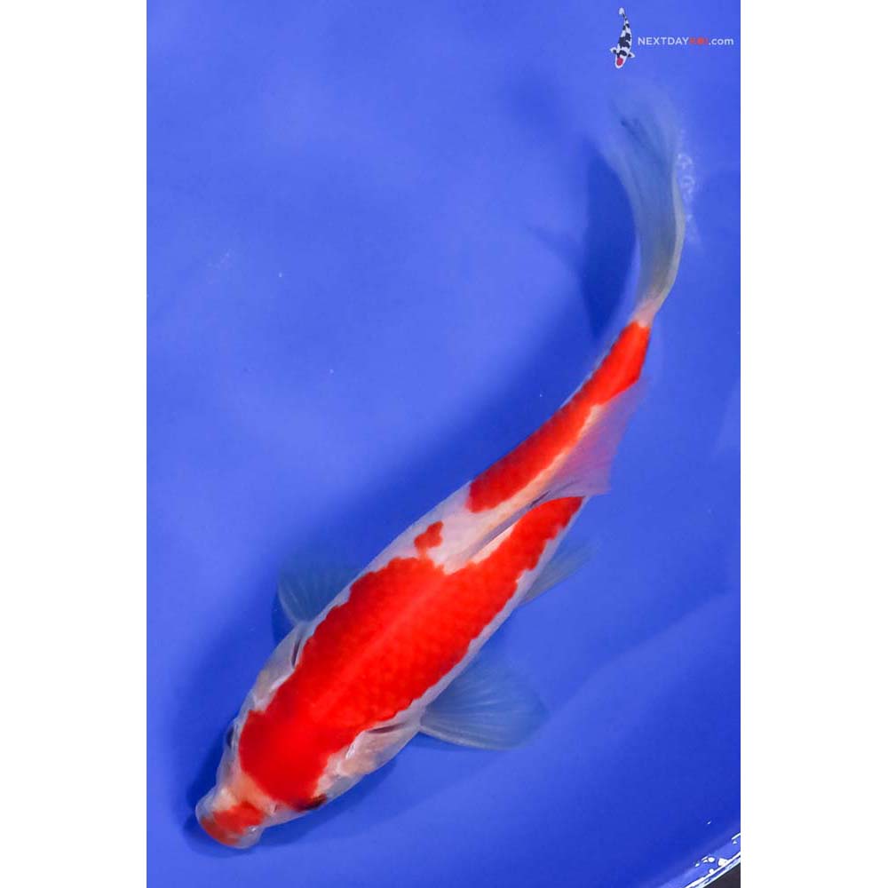 6.5” Imported Sarasa Comet
