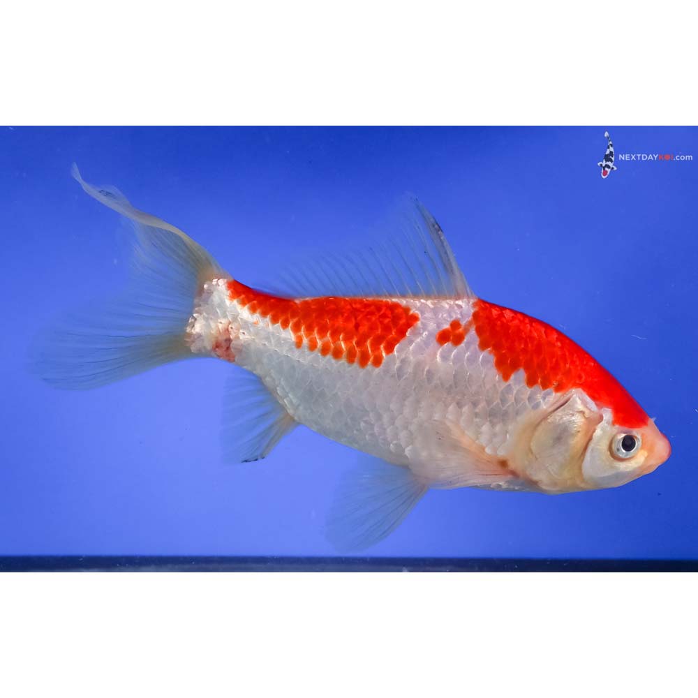 6.5” Imported Sarasa Comet
