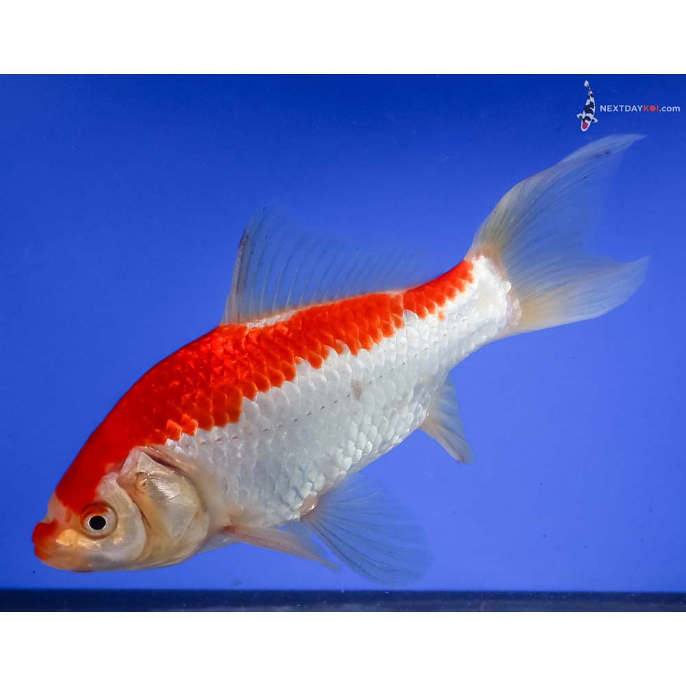 6.5” Imported Sarasa Comet