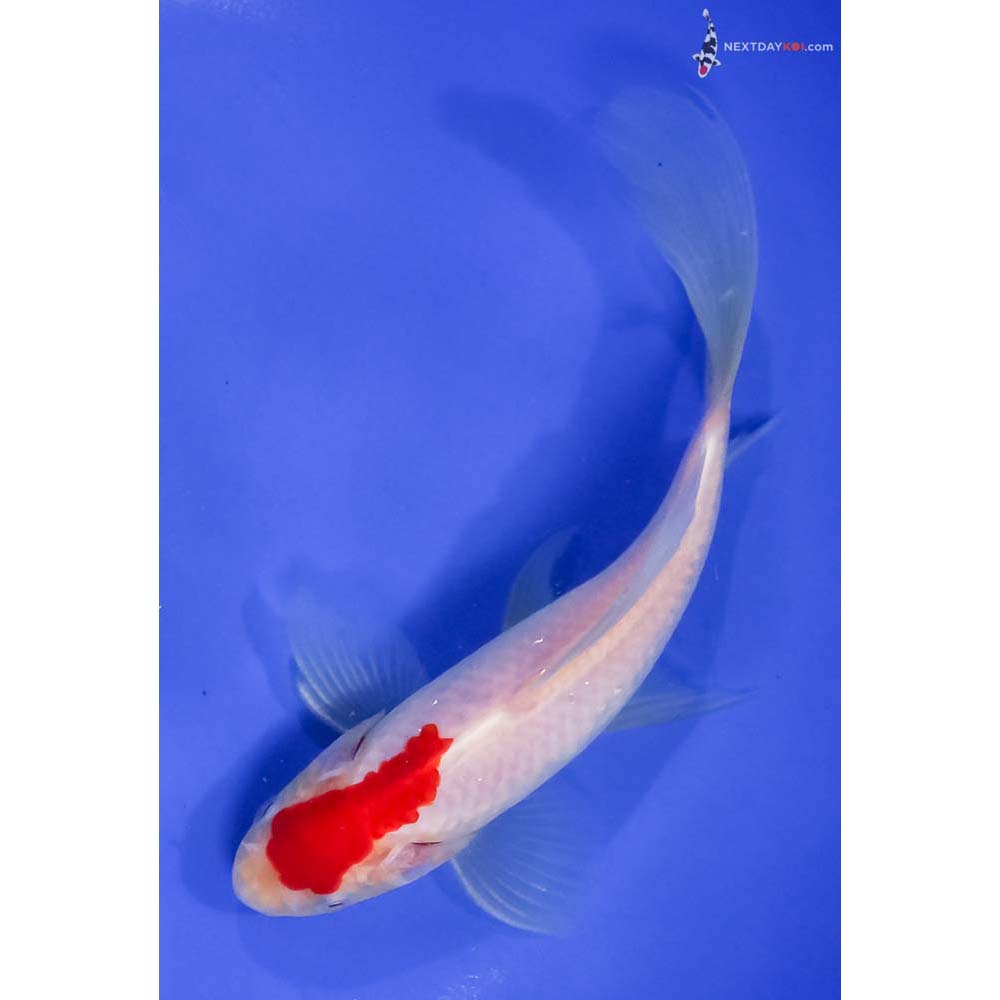 7” Imported Male Sarasa Comet