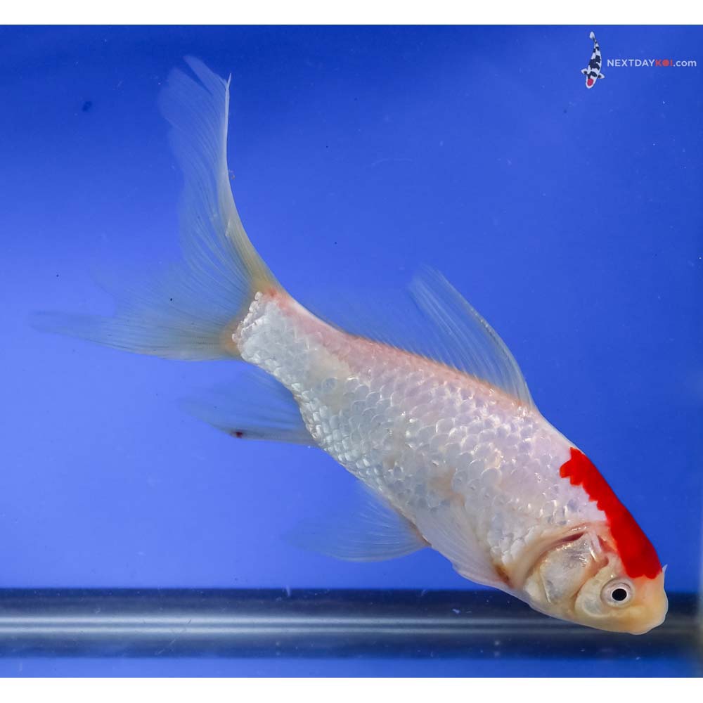 7” Imported Male Sarasa Comet