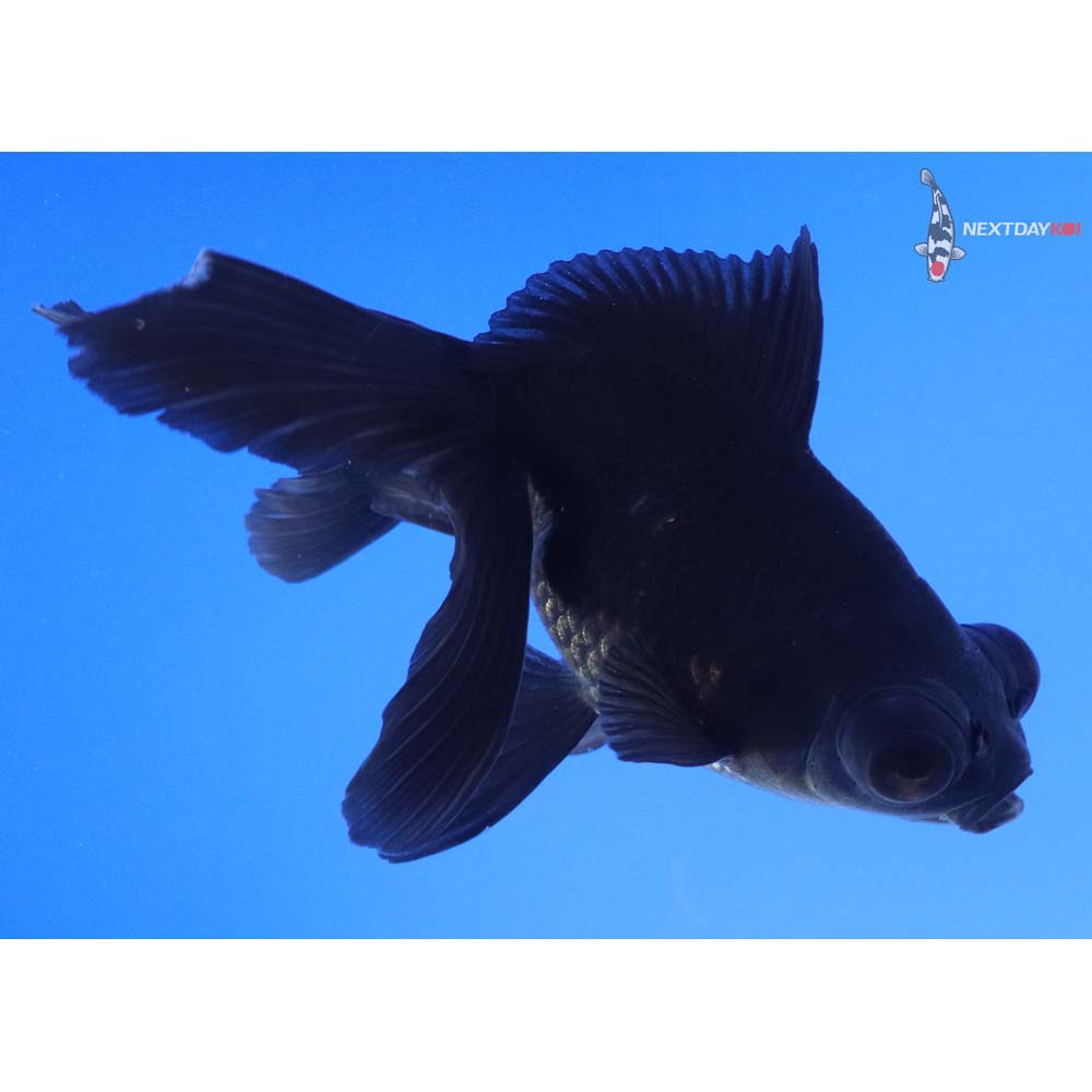 4.5” Imported Black Telescope Fantail