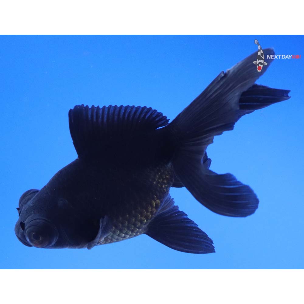 4.5” Imported Black Telescope Fantail