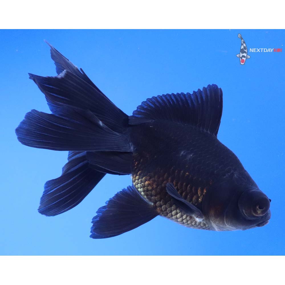 4.5” Imported Black Telescope Fantail
