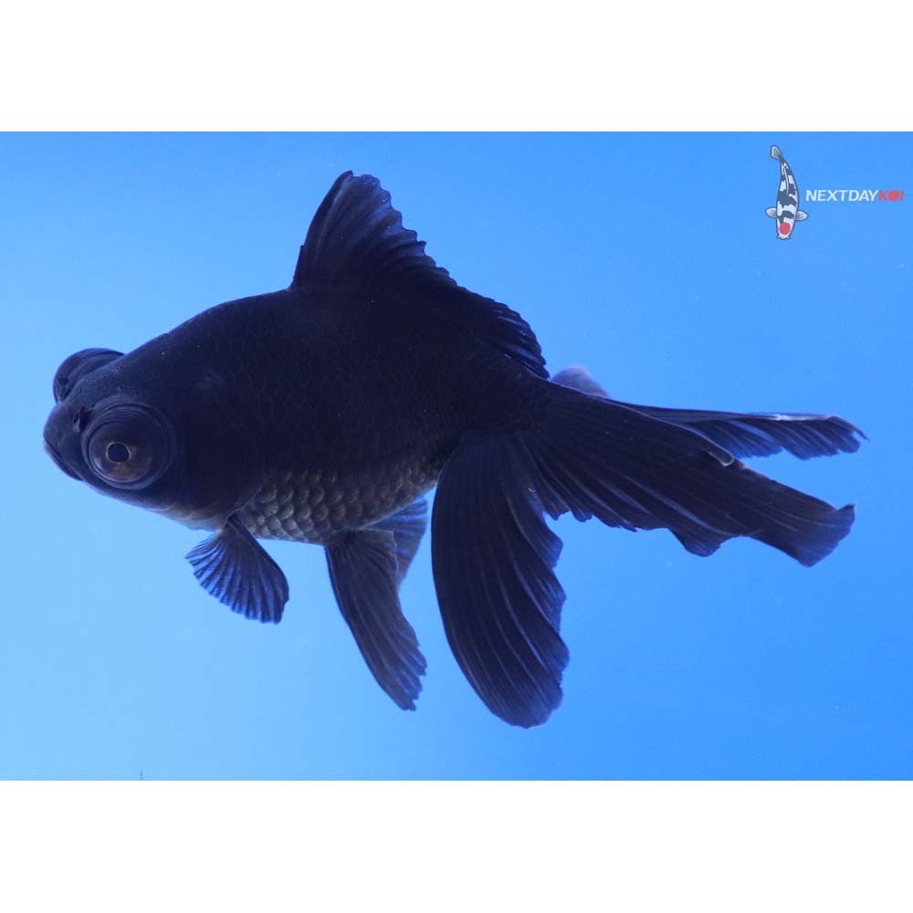 4.5” Imported Black Telescope Fantail