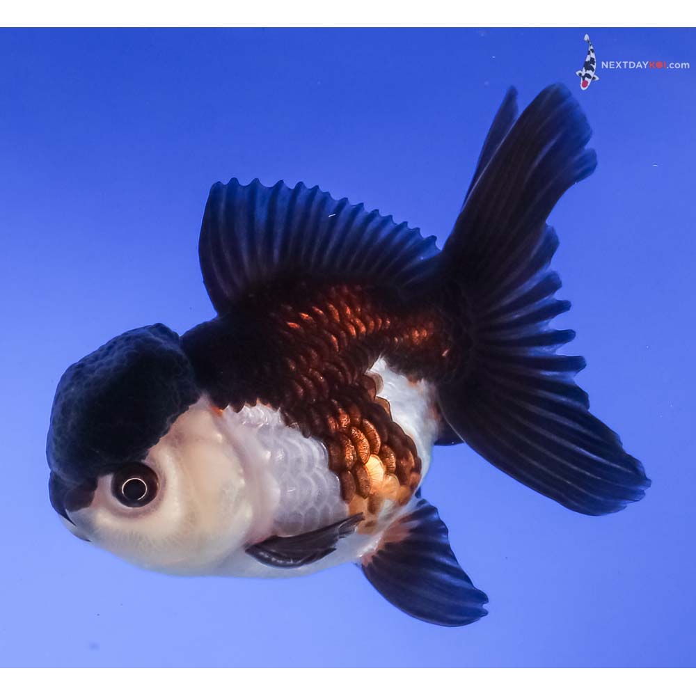 3.5” Imported Tri Color Panda Oranda