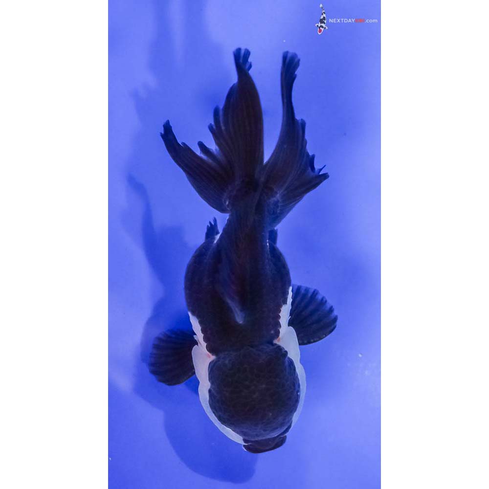 3.5” Imported Tri Color Panda Oranda