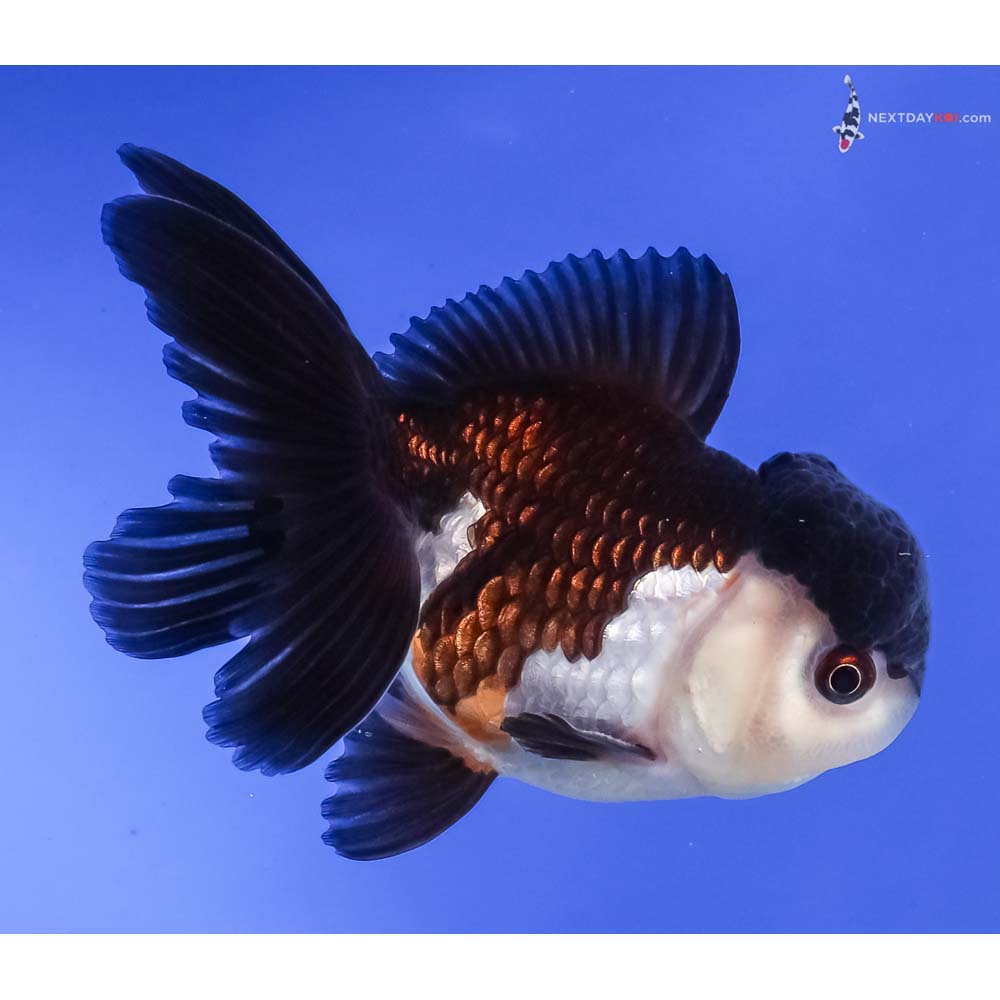 3.5” Imported Tri Color Panda Oranda