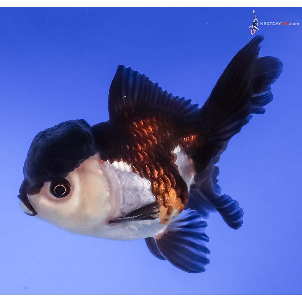 3.5” Imported Tri Color Panda Oranda