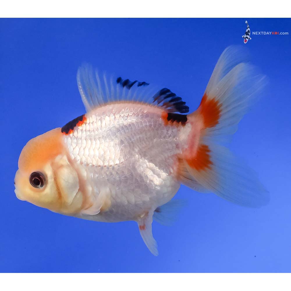 4” Imported Tri Color Panda Oranda