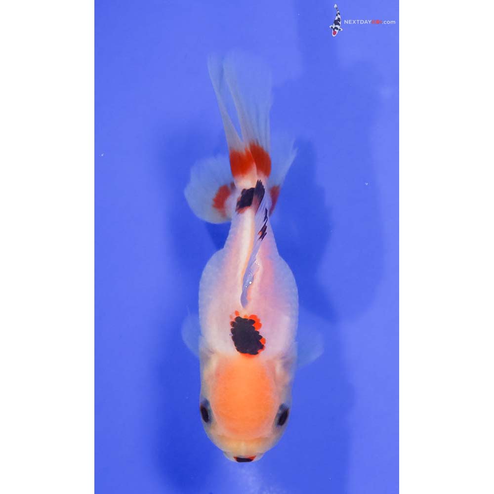 4” Imported Tri Color Panda Oranda