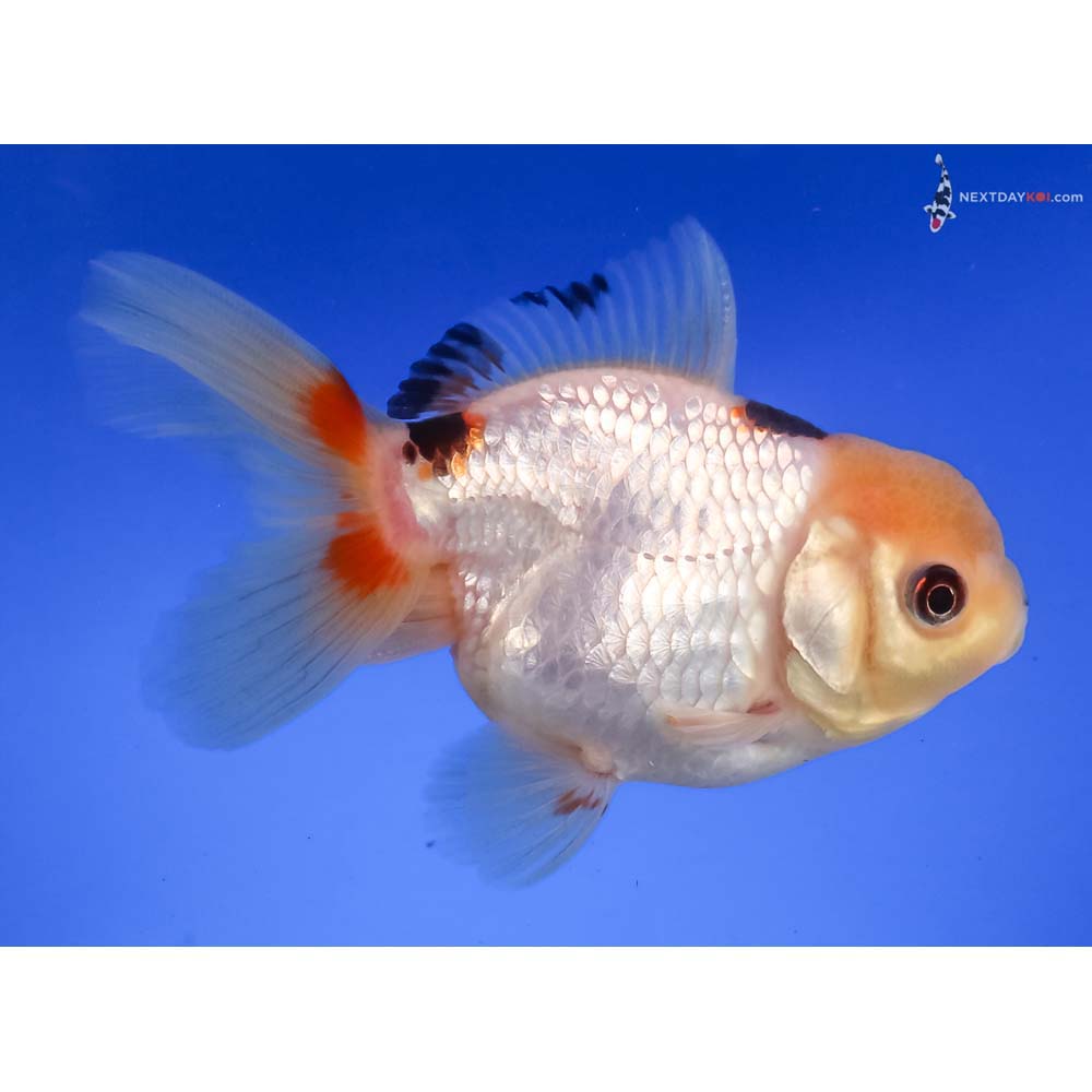 4” Imported Tri Color Panda Oranda