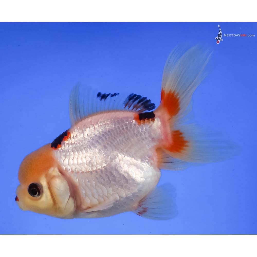 4” Imported Tri Color Panda Oranda