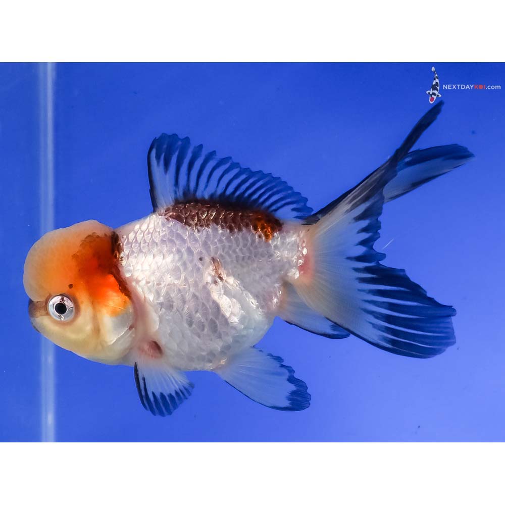 4.5” Imported Tri Color Panda Oranda