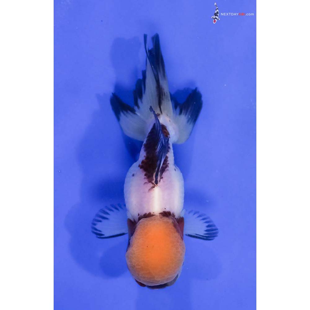 4.5” Imported Tri Color Panda Oranda